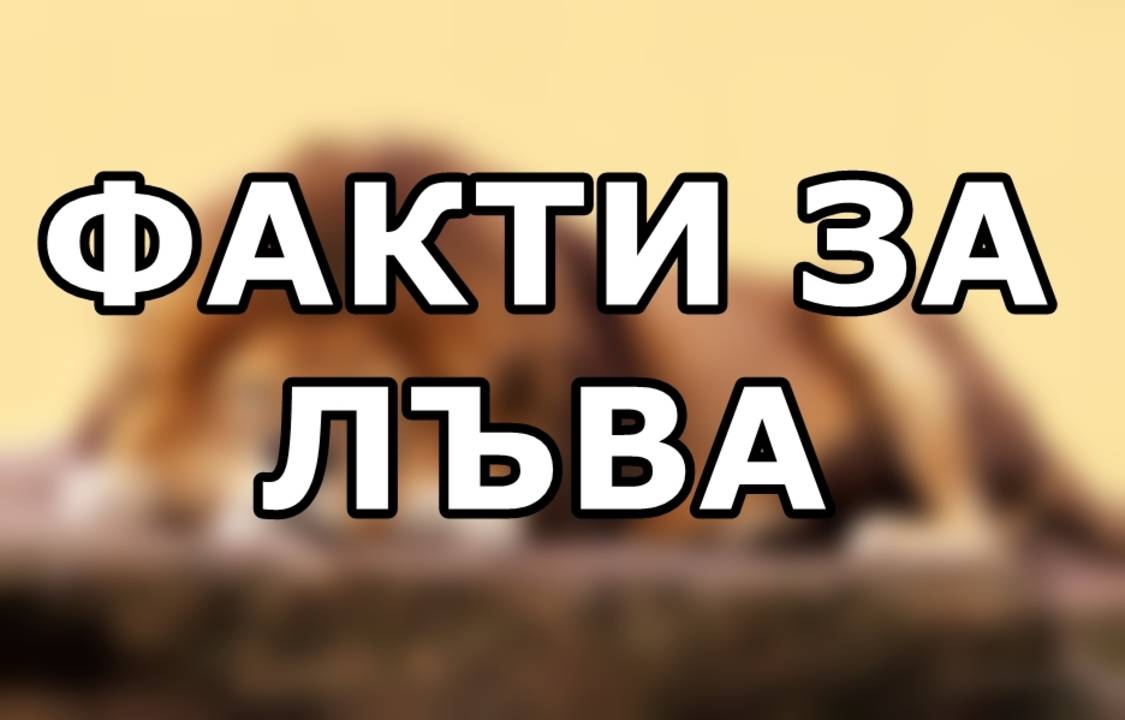 Факти за лъва