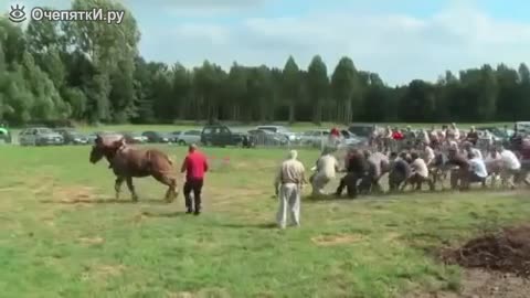 Ето колко е мощна една конска сила действително ,срещу 18 яки мъже ,смях