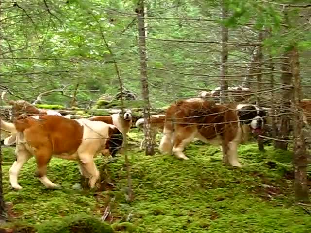 Малко дете разхожда много кученца