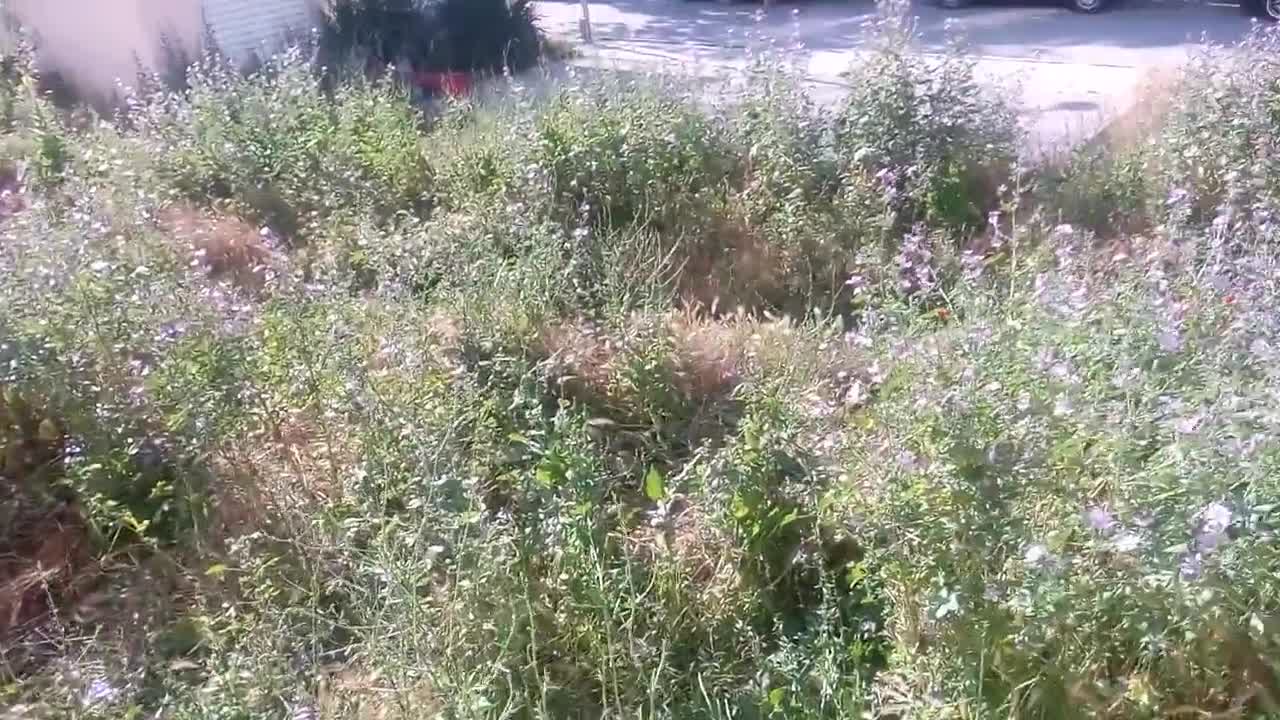 Висока трева във Варна