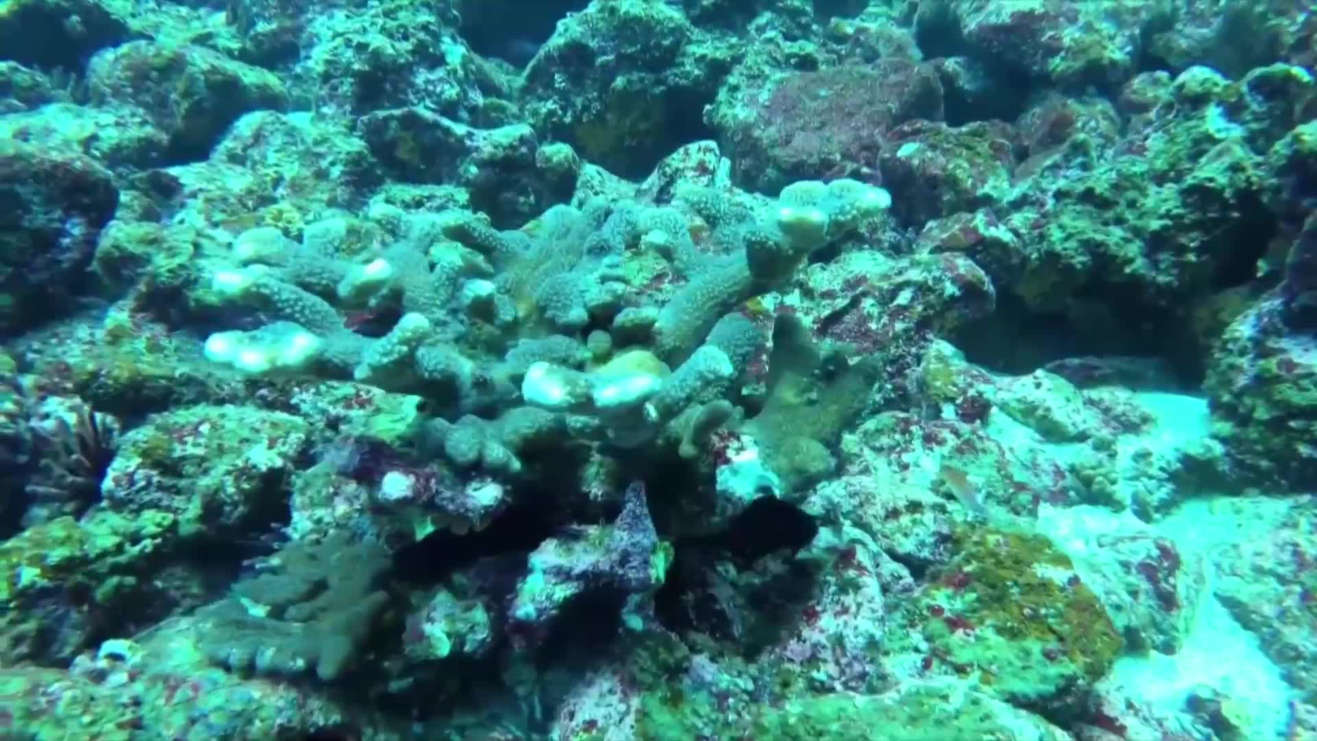 Опитват да възстановят коралите край Галапагос (ВИДЕО)