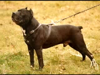 PitBull (Снимки)