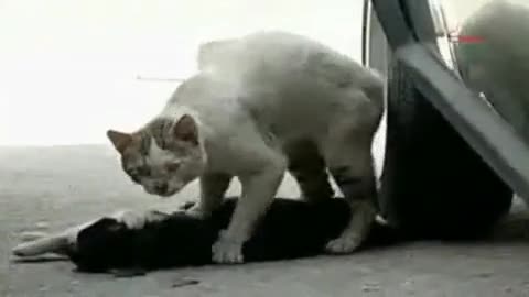 Котка Не Иска Да Напусне Мъртвият Си Приятел 