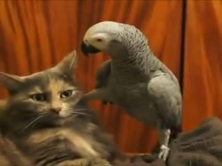 Нахален папагал тормози котка
