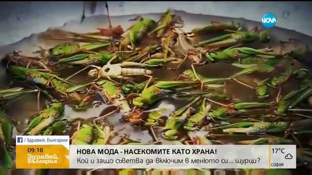 НОВА МОДА: Насекомите като храна