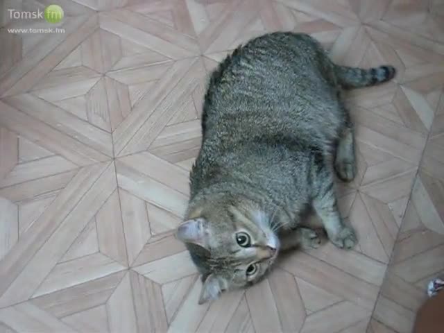 Момче говори с котето си