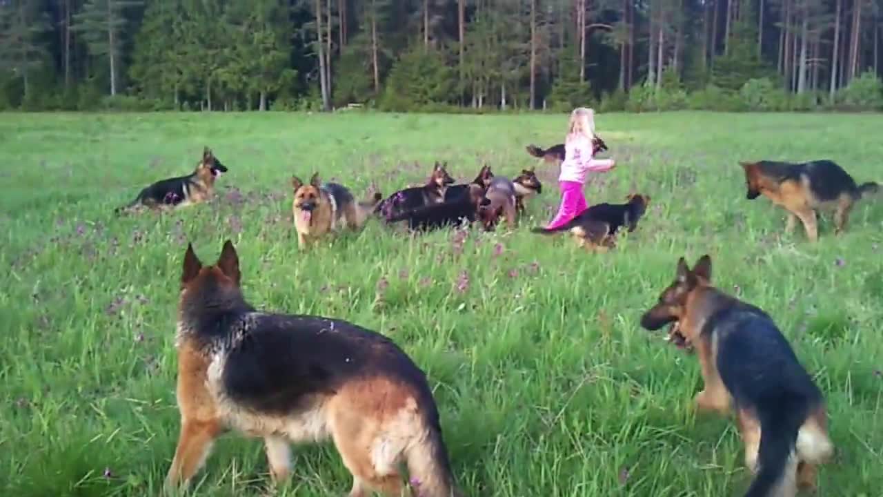 Малко Момиченце играе с 14 Немски Овчарки