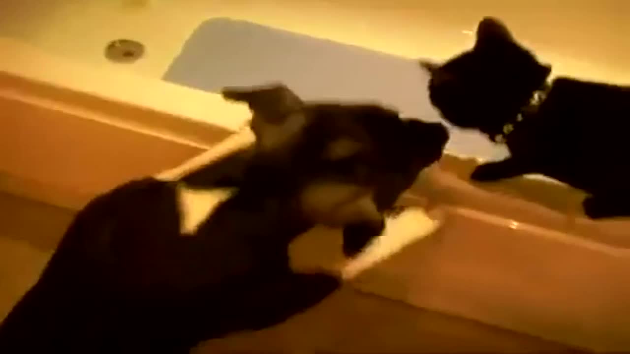 Куче бута котка във вана