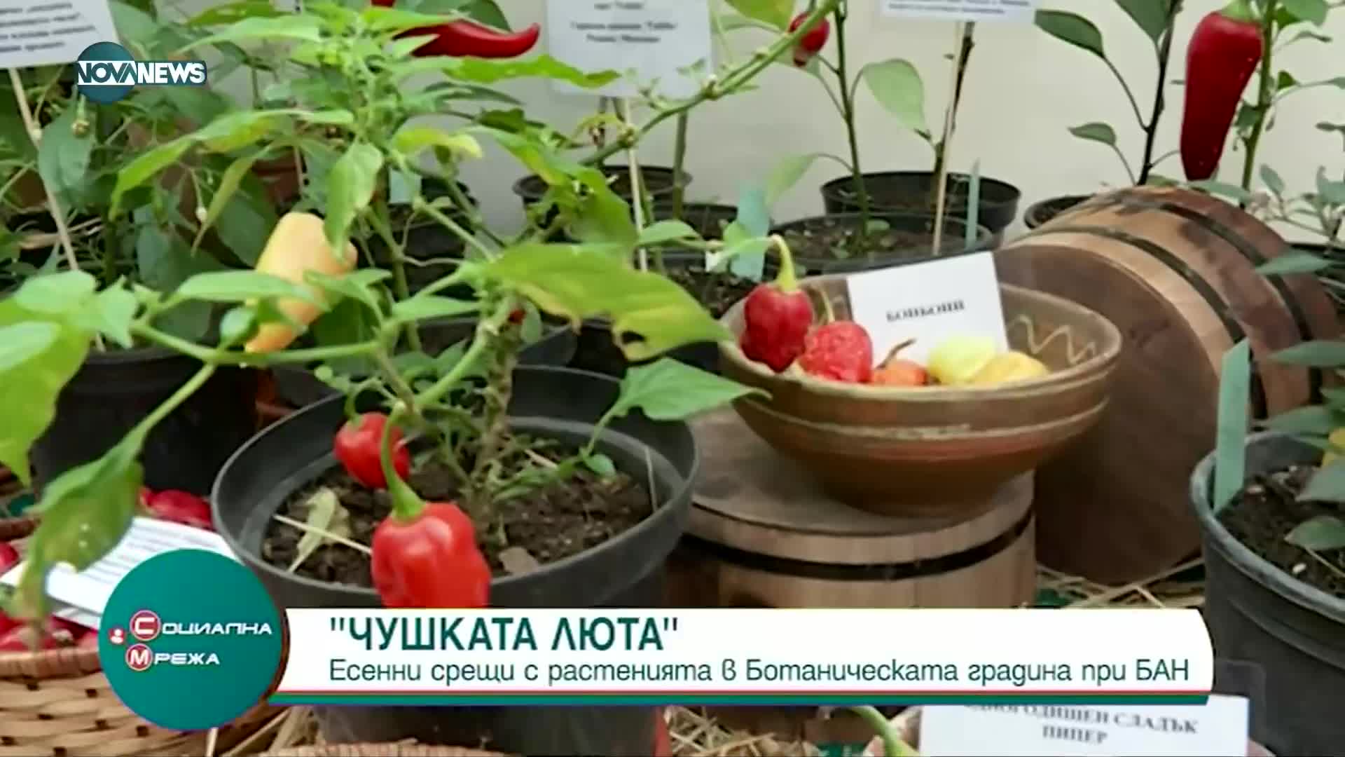 Любопитни растения в Ботаническата градина