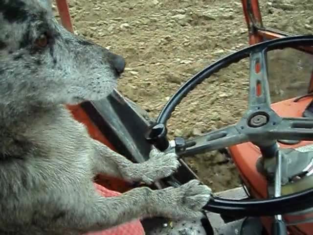 Е, няма токова куче.. Вижте!!!