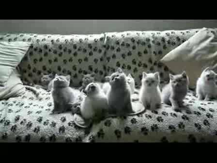 Сладки Котенца Правят Уникални Движения В Такт С Музиката !