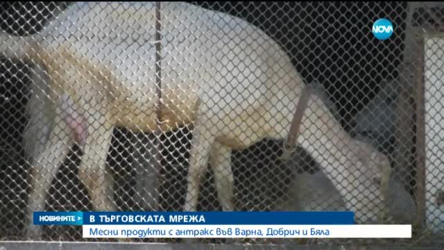 Четирима задържани заради месото с антракс