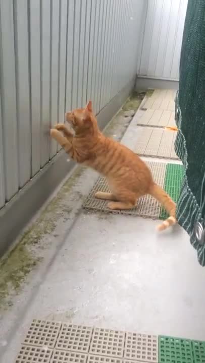 Ето как японска котка реагира на първия сняг, който вижда