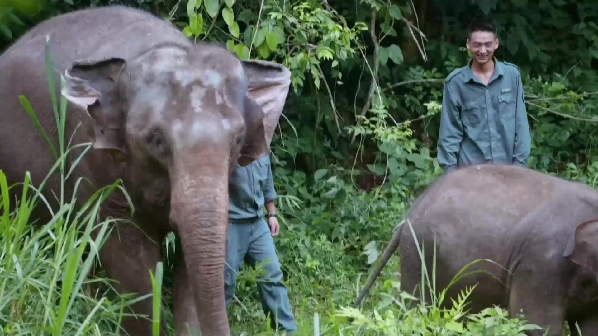 Популацията на азиатски слонове се е удвоила през последните 25 години (ВИДЕО)