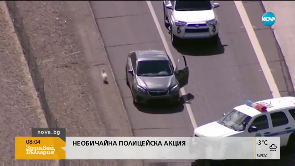 Десетки полицаи гониха две малки кучета по магистрала