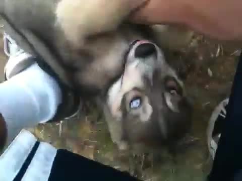 Човек си гледа Вълк като домашен любимец.