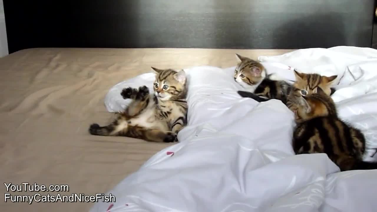 Най-палавите Котенца..