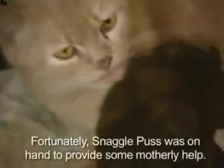 Котка феномен отглежда зайчета 