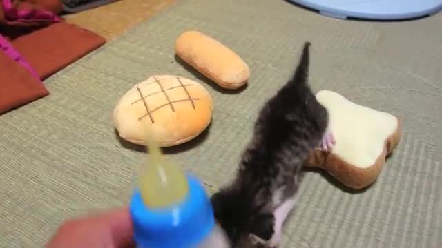 Малко котенце се учи да ходи!