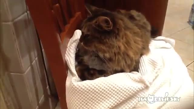 Котка не си дава малкото!