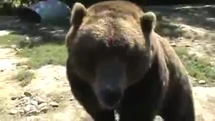Мечка гризли си проси сандвич от хората