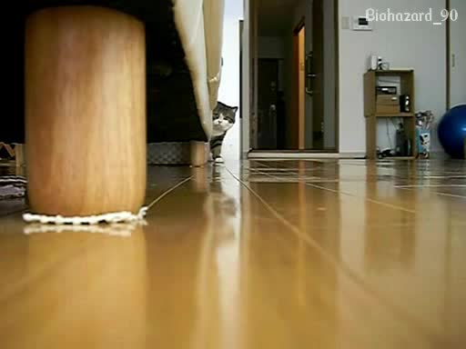 Лудото коте напада камерата