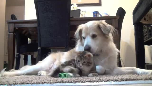 Пияно коте и мързеливо куче са най-добрата комбинация!