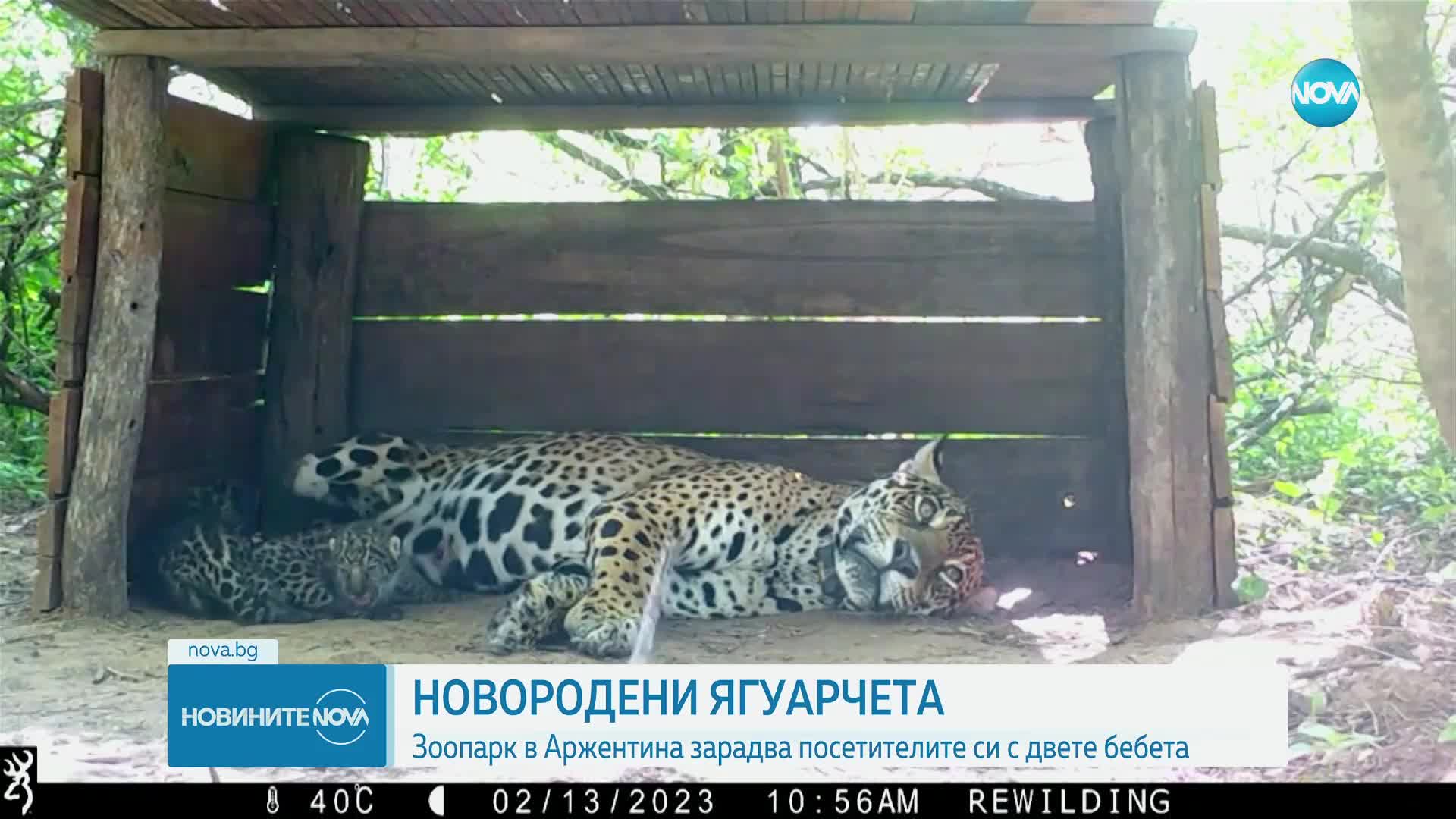 Новородени ягуарчета радват посетителите на зоопарк в Аржентина
