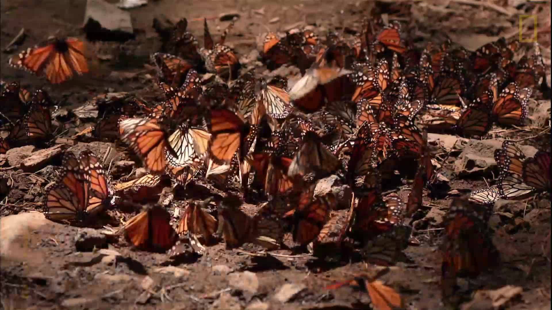 Миграция на пеперудите монарх