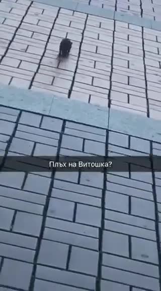 Плъх на "Витошка"