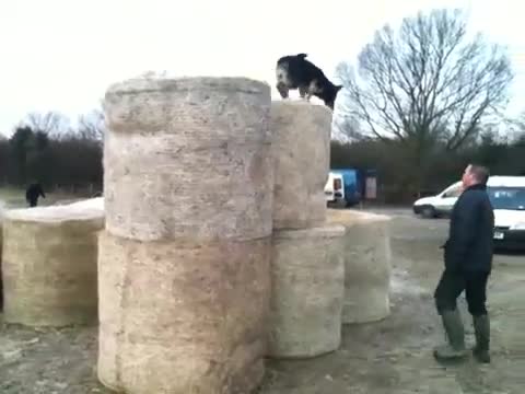 немска овчарка прави 3 метров скок 