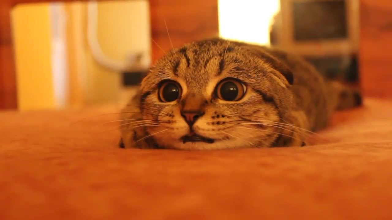 Коте гледа толкова мило .. сладур ..