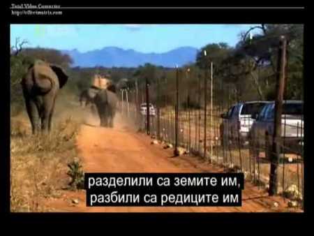 National Geographic - Слонове