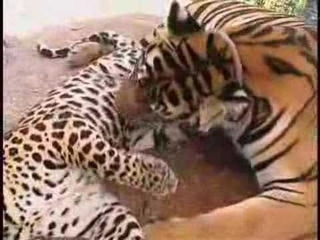 Leopard and Tiger in Love Brent Madden on assignment with National Geographic